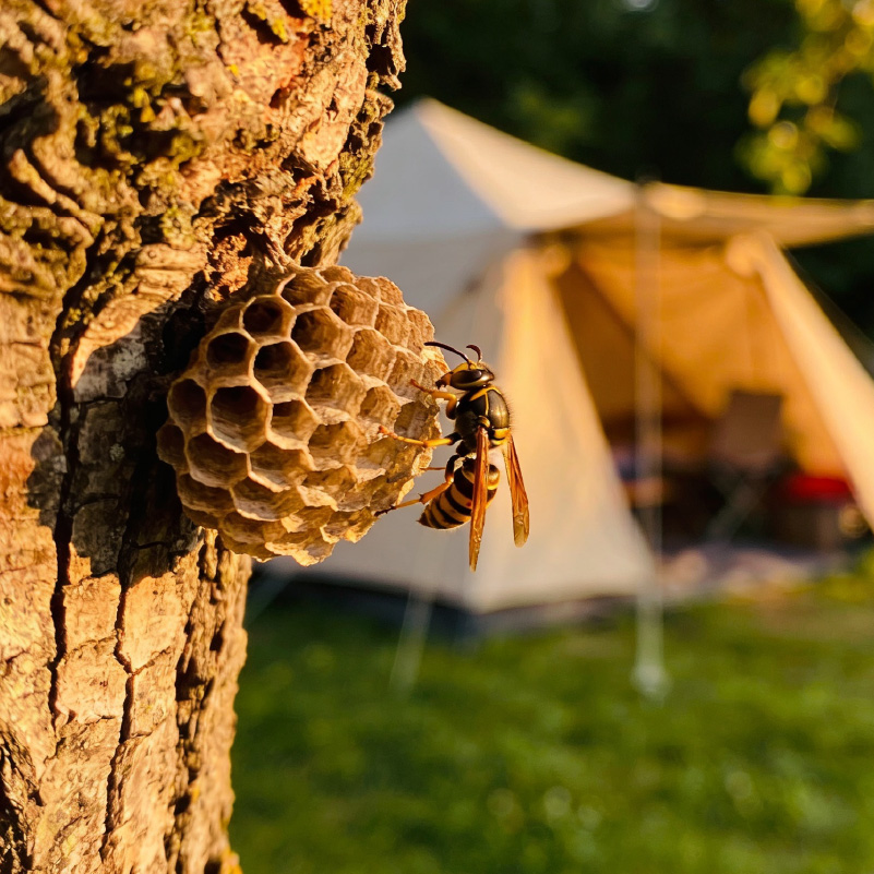 Solutions Guêpes Frelons camping, hôtellerie de plein air